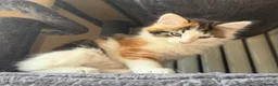Maine Coon cats for sale: Gorgeous Maine Coon x Domestic long hair - Advert 9