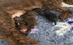Cockapoo dogs for sale: 🐾 F1B Cockapoo Puppies – DNA Health Tested 🐾 - Image 9