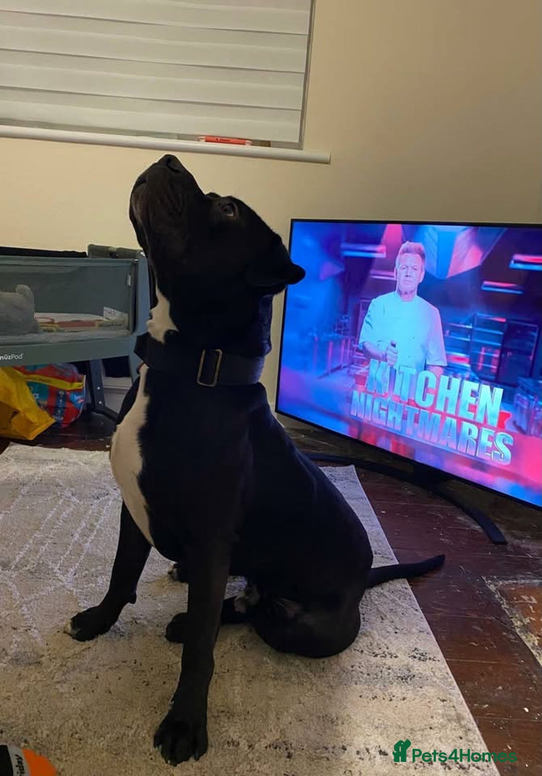 Mixed Breed dogs for sale: Harley the American Staffy x Cane Corso - Advert 4