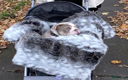 English Bulldog dogs for stud: STUD LOUIS V - BULLDOG  - Image 14