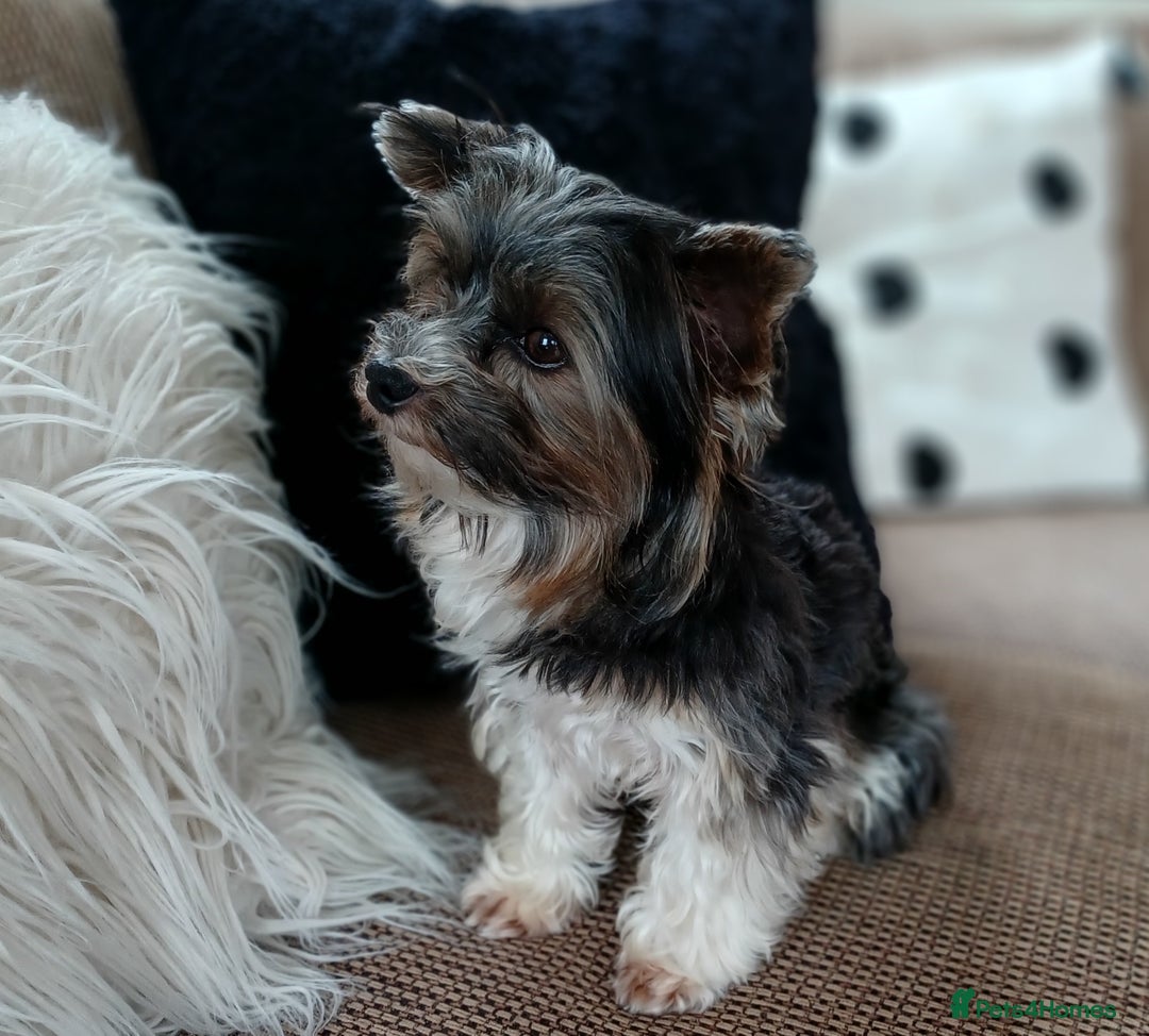 Biewer Terrier dogs for stud: Purebred Pedigree Biewer Terrier Proven Stud in Merthyr Tydfil - Image 2