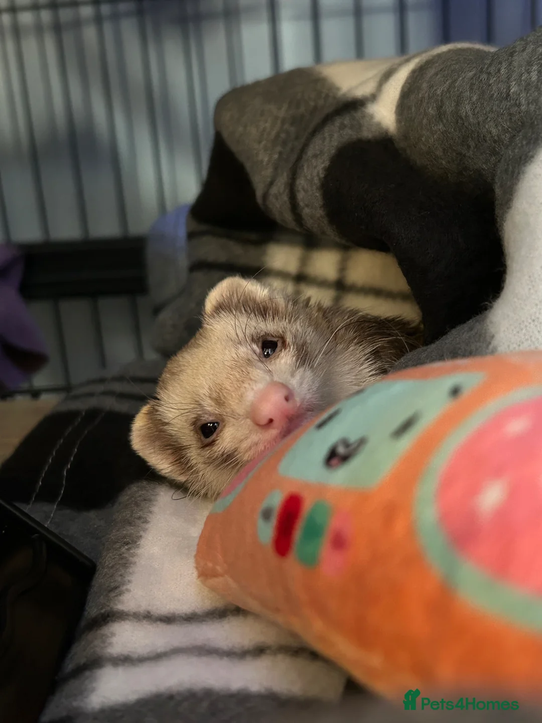 Ferret rodents for sale: Two hobs for rehoming. - Advert 31