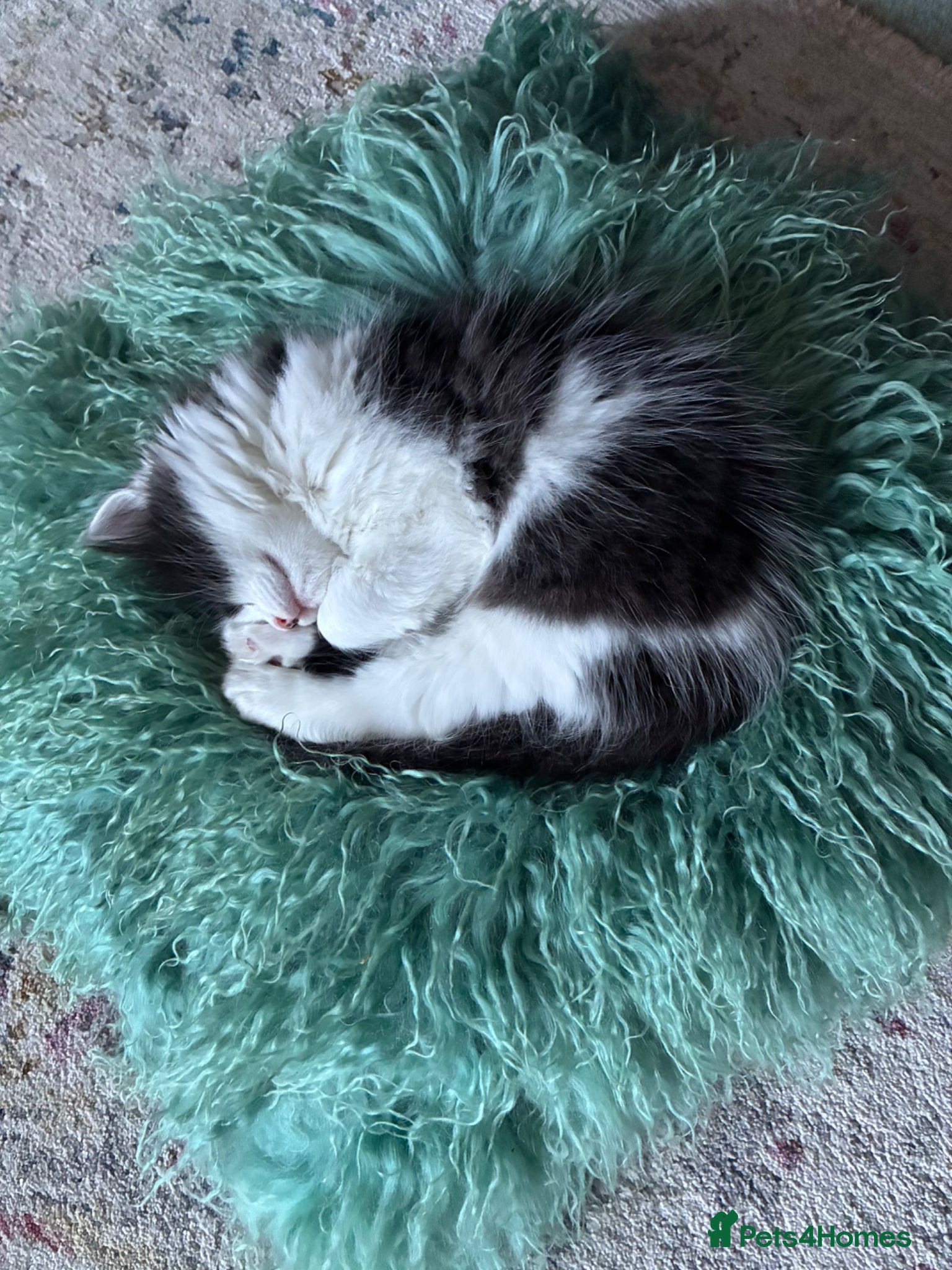 Mixed Breed cats Stunning playful healthy cuddly 5 kittens  - Advert 3