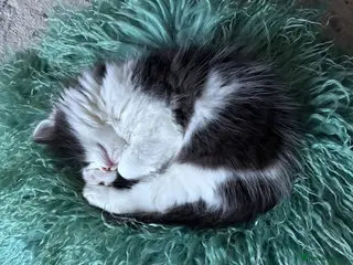 Mixed Breed cats Stunning playful healthy cuddly 5 kittens - Advert 3