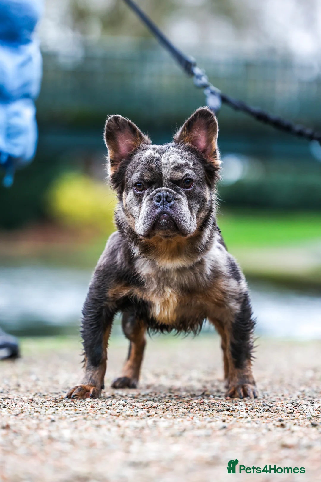 French Bulldog dogs for sale: Fluffy frenchie - Advert 2