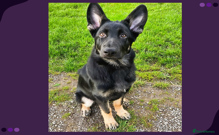 German Shepherd dogs - Advert 5