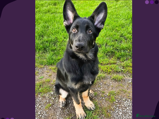 German Shepherd dogs - Advert 1