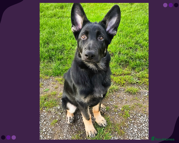 German Shepherd dogs - Advert 13