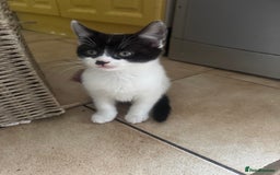 Mixed Breed cats for sale: 3 kittens looking for forever homes  - Image 7
