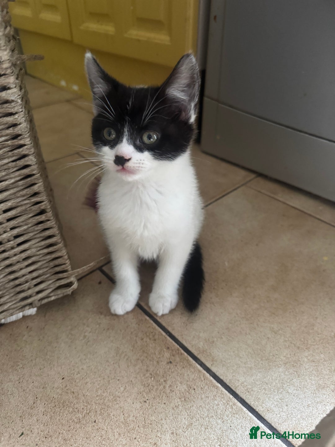 Mixed Breed cats for sale: 3 kittens looking for forever homes  - Image 7