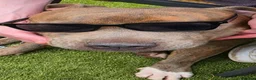 Staffordshire Bull Terrier dogs for stud: Valli. Male, 2 years 8 months old  - Advert 6