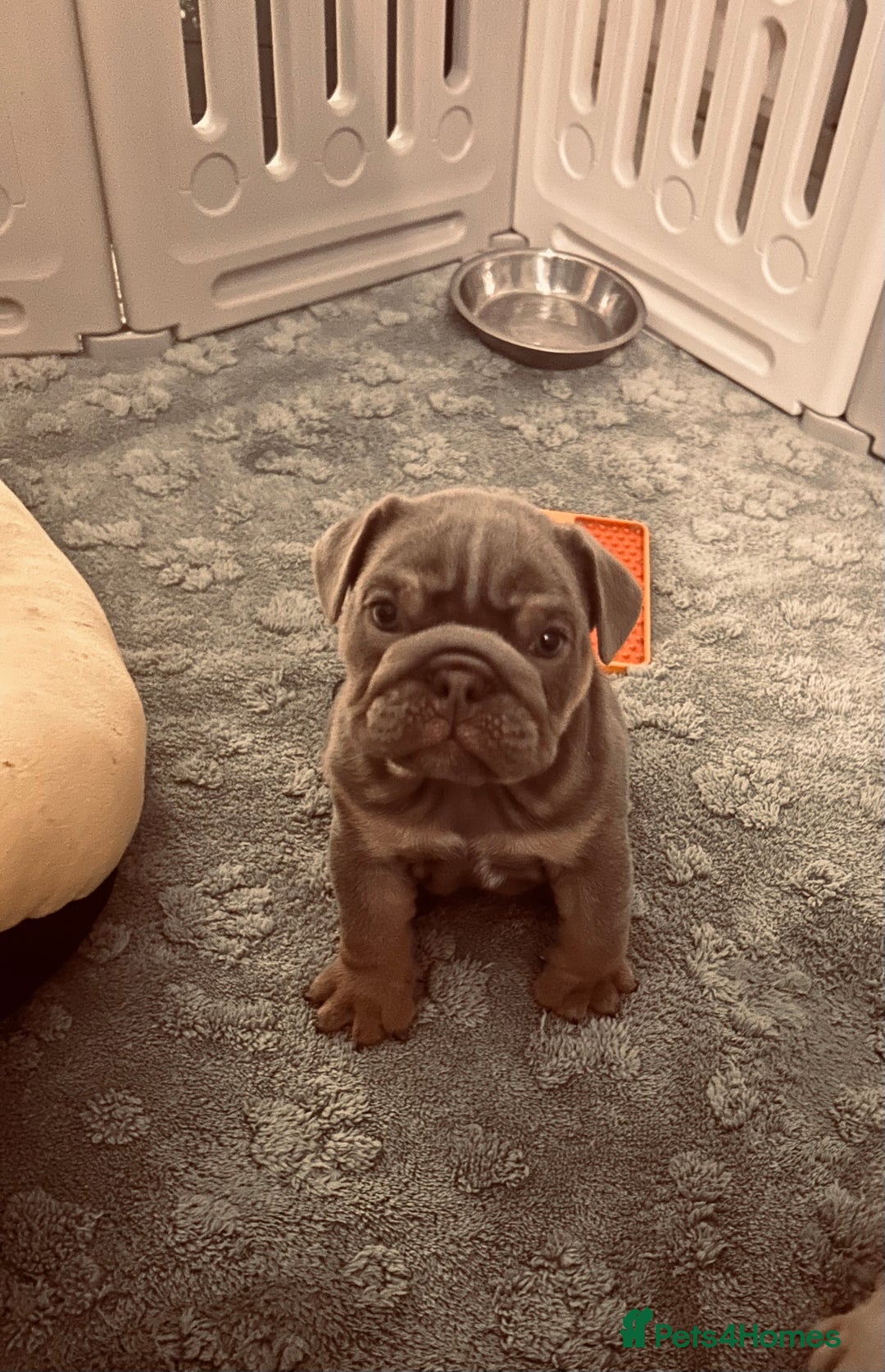 English Bulldog dogs for sale: English bull dogs  - Image 4