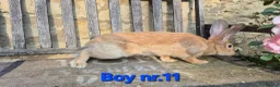 Continental Giant rabbits for sale: VACCINATED Pure Continental Giant  - Advert 13