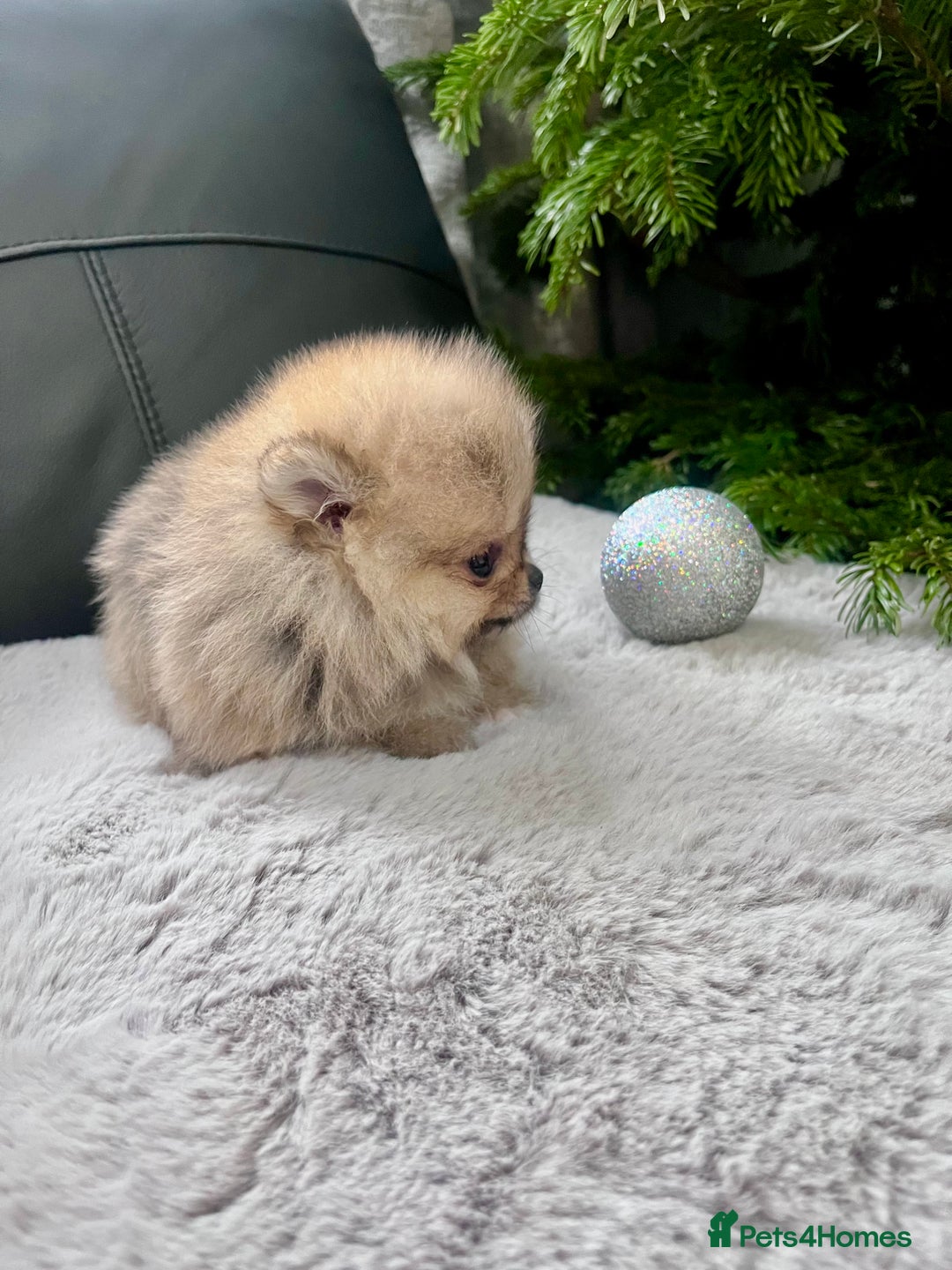 Pomeranian dogs for sale: 🔥Very Small 500gr.at 8weeks🐻Teddy Bear   - Advert 5