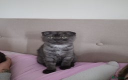 Scottish Fold cats for sale:  Scotish Fold Tabby Kitten - Image 3