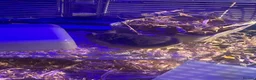 Hamster rodents for sale: Russian dwarf hamster and cage in Newhaven - Advert 5