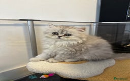Persian cats for sale: Beautiful Persian x Exotic Kittens - Now Ready! - Image 12
