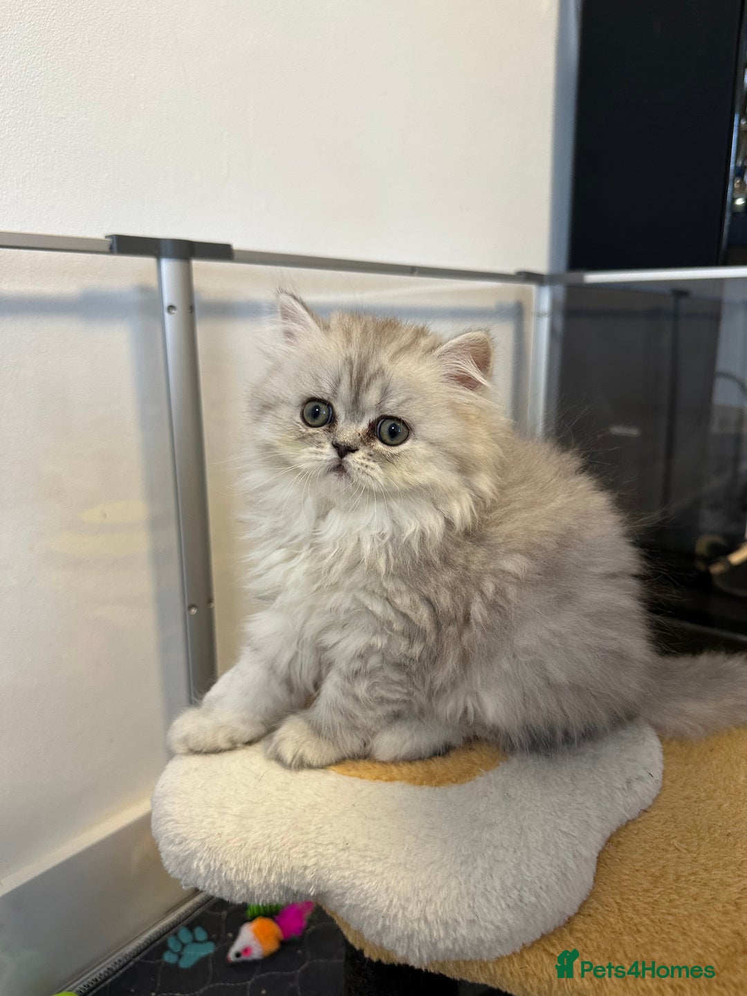 Persian cats for sale: Beautiful Persian x Exotic Kittens - Now Ready! - Image 12
