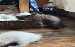Ragdoll cats for sale: 3/4 ragdoll black kittens - Image 3