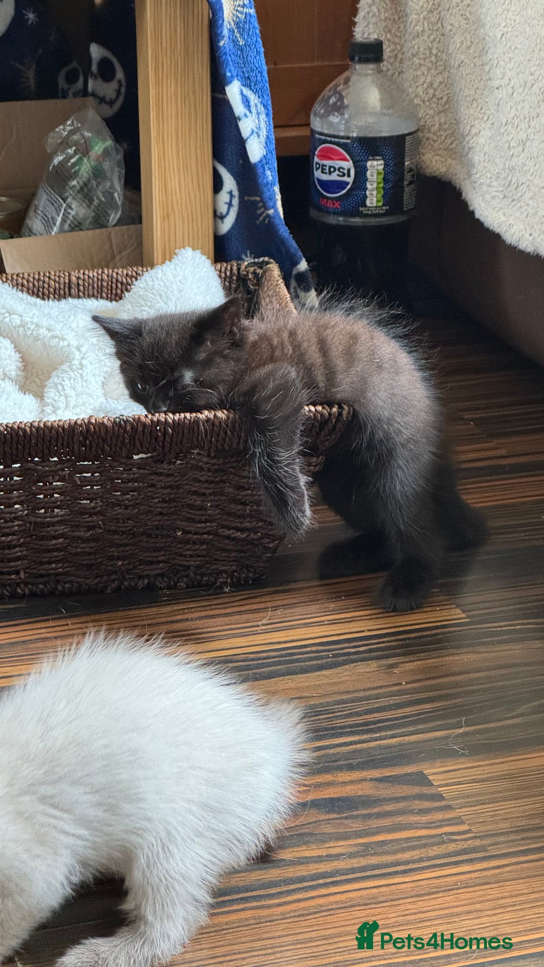 Ragdoll cats for sale: 3/4 ragdoll black kittens - Image 3