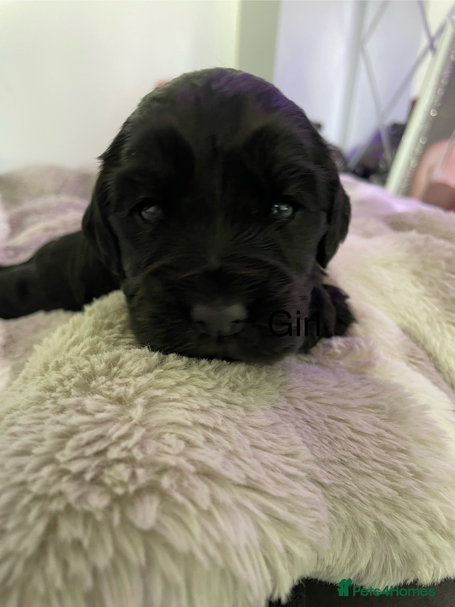 Cocker Spaniel dogs Stunning show cocker spaniel puppy’s  - Advert 2