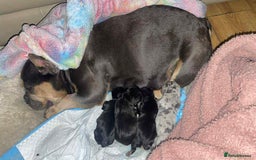 French Bulldog dogs for sale: 8 week old French bulldog  - Image 2