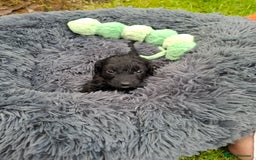 Cockapoo dogs for sale: Beautiful Cockapoo Puppies For Sale  - Image 12