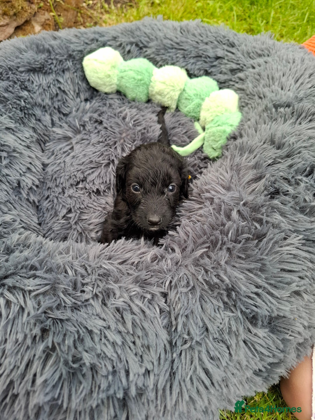 Cockapoo dogs for sale: Beautiful Cockapoo Puppies For Sale  - Image 12