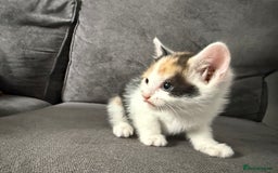 British Shorthair cats for sale: Beautiful calico kitten - Image 6