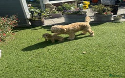 Cockapoo dogs for sale: Male cockapoo puppy’s  - Image 5