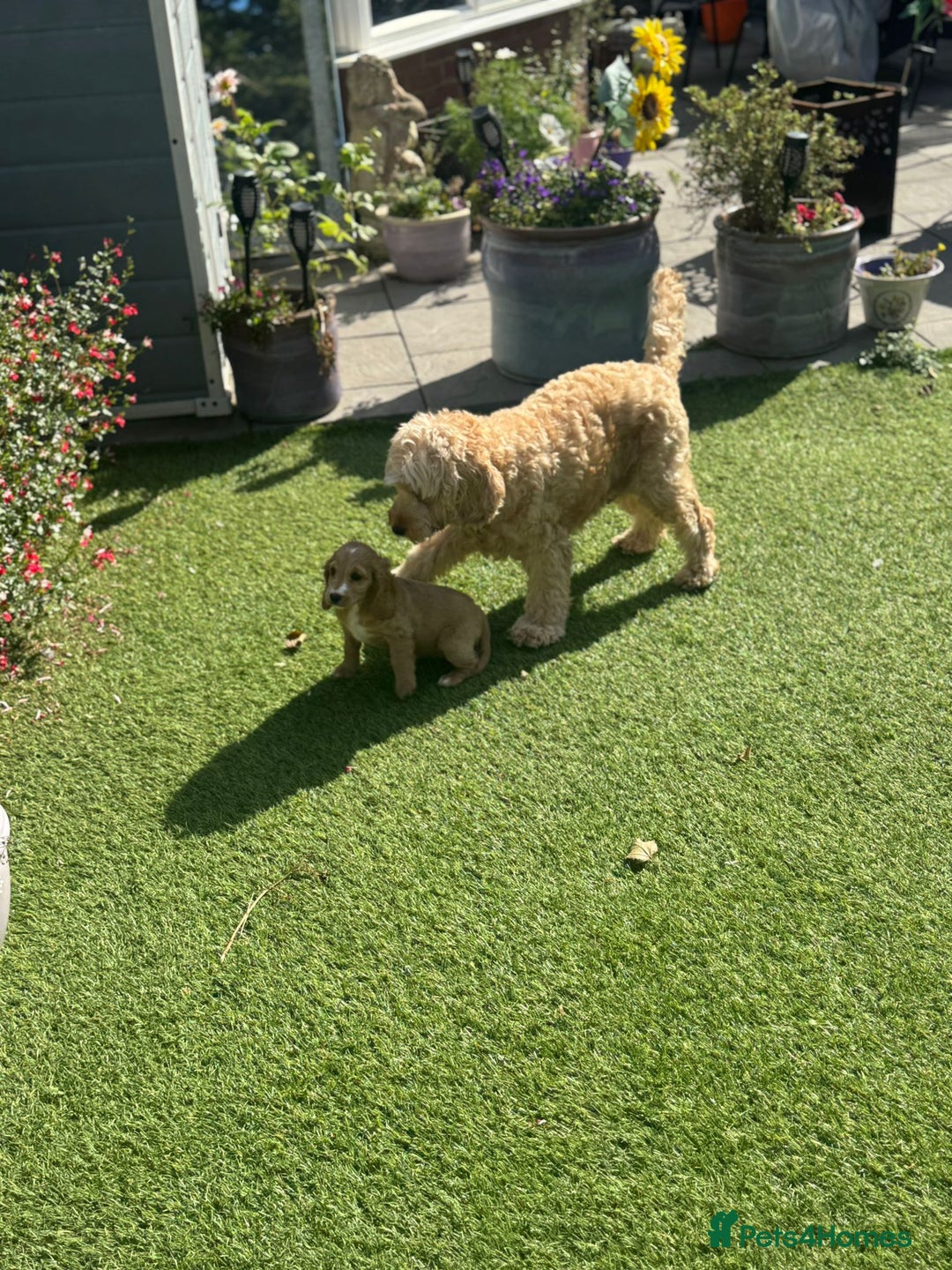 Cockapoo dogs for sale: Male cockapoo puppy’s  - Image 5
