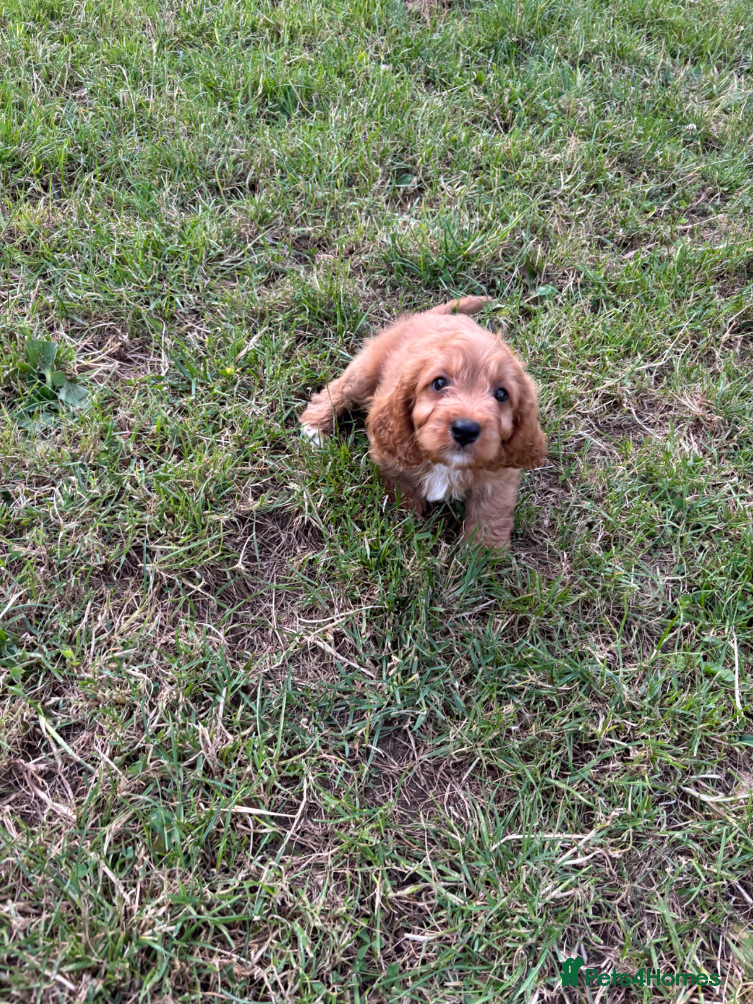 Cavapoo dogs for sale: Beautiful red girls and boys available  in Sittingbourne - Advert 18