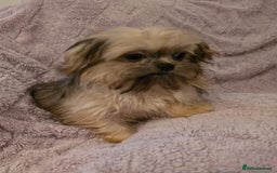 Mixed Breed dogs for sale: TINY IMPERIAL SHITZU X POMERANIAN  - Image 9