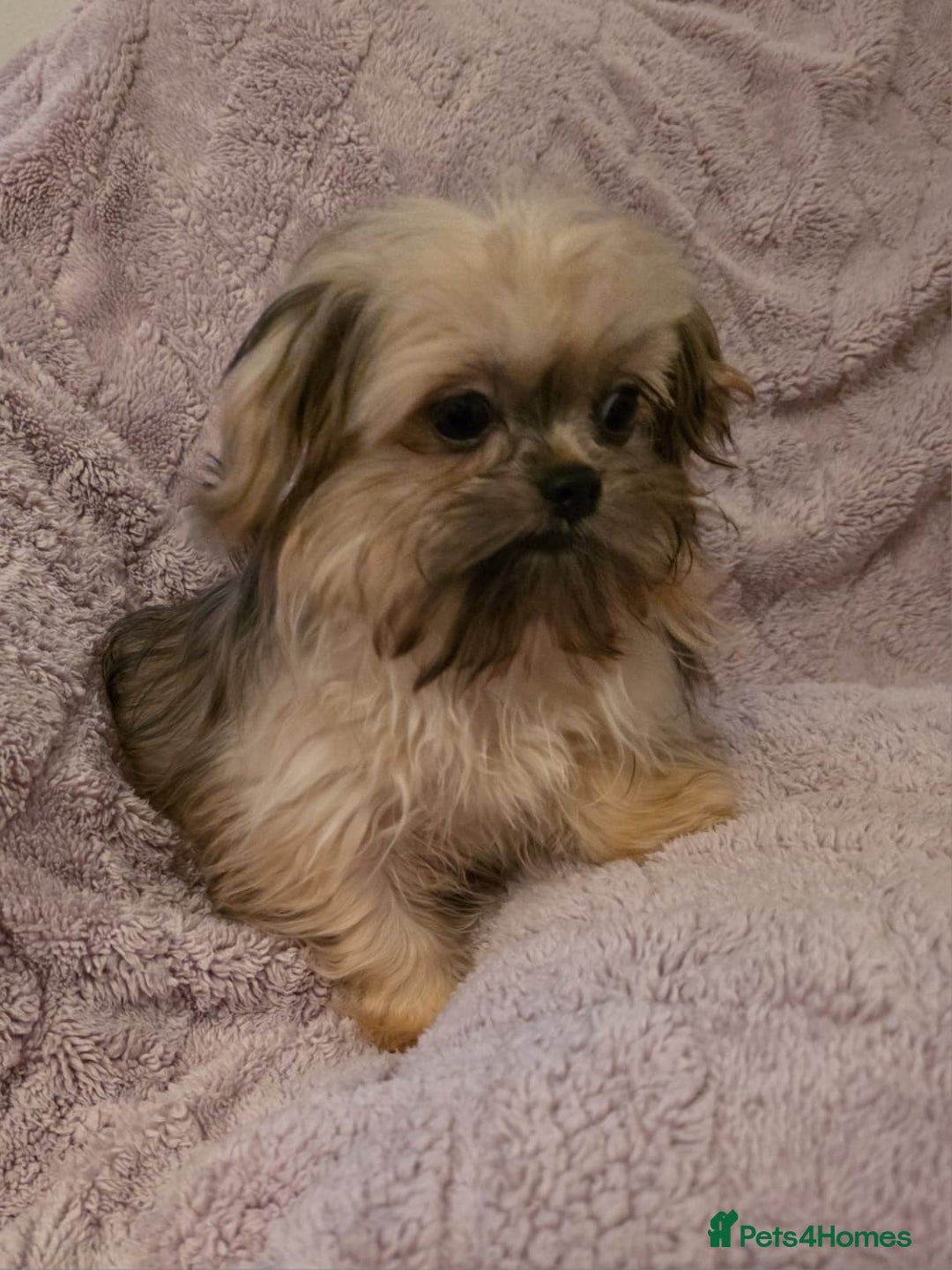 Mixed Breed dogs for sale: TINY IMPERIAL SHITZU X POMERANIAN  - Image 9