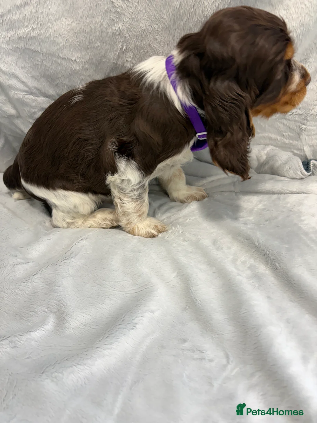 Cocker Spaniel dogs for sale: KC reg, health tested Show Cocker Spaniel pups - Advert 6