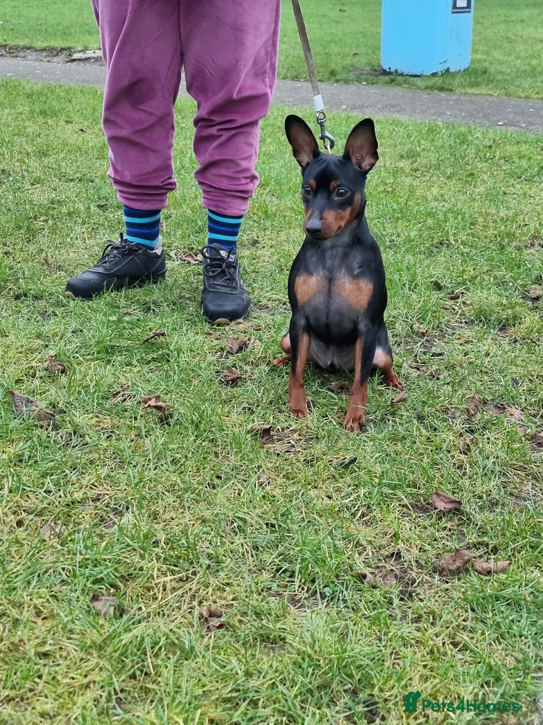 Miniature Pinscher dogs for sale: Male Miniature Pinscher – 11 Months – Show Quality - Advert 8