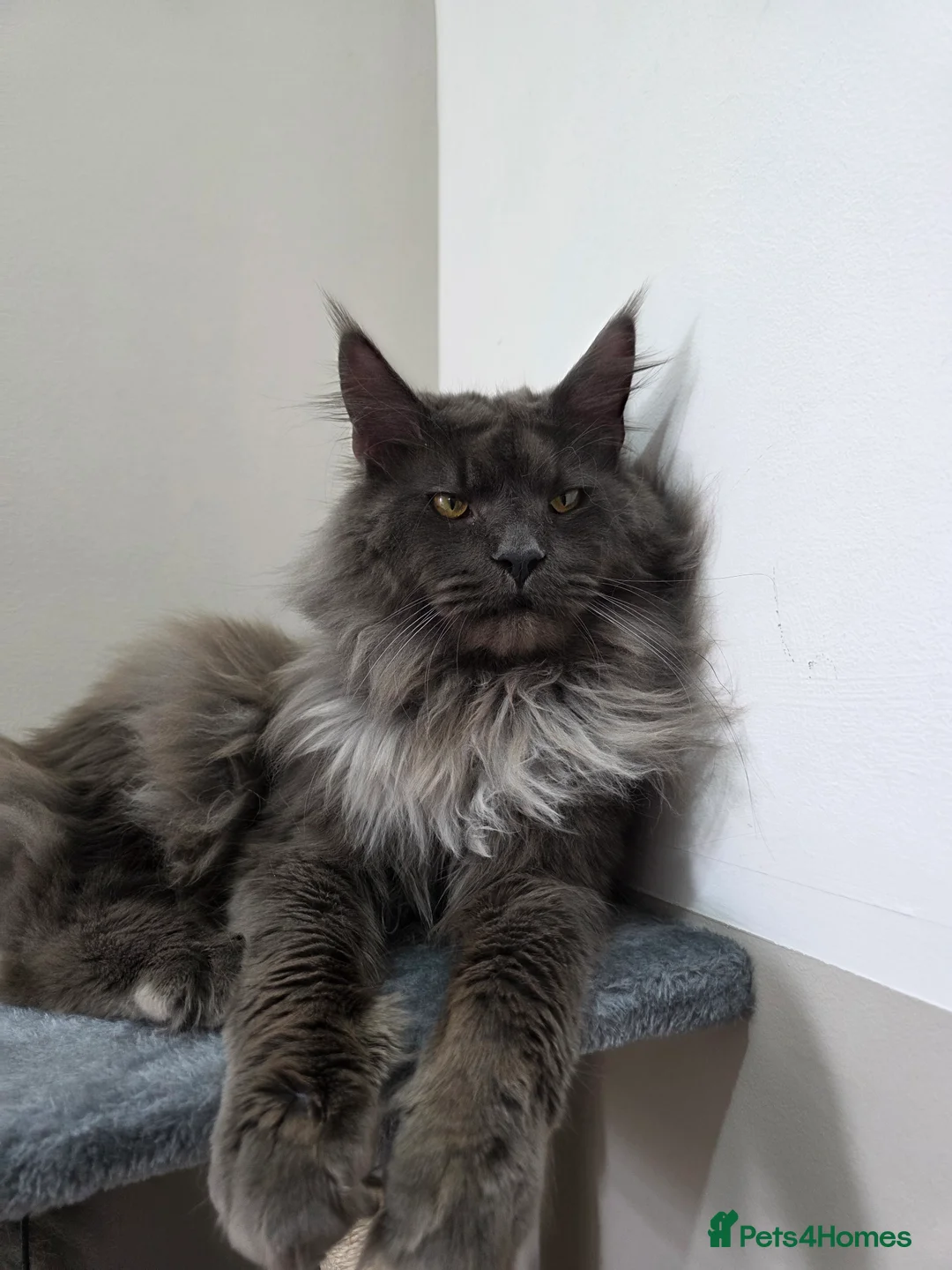 Maine Coon cats for stud: !!Championship maine coon stud!! - Advert 2