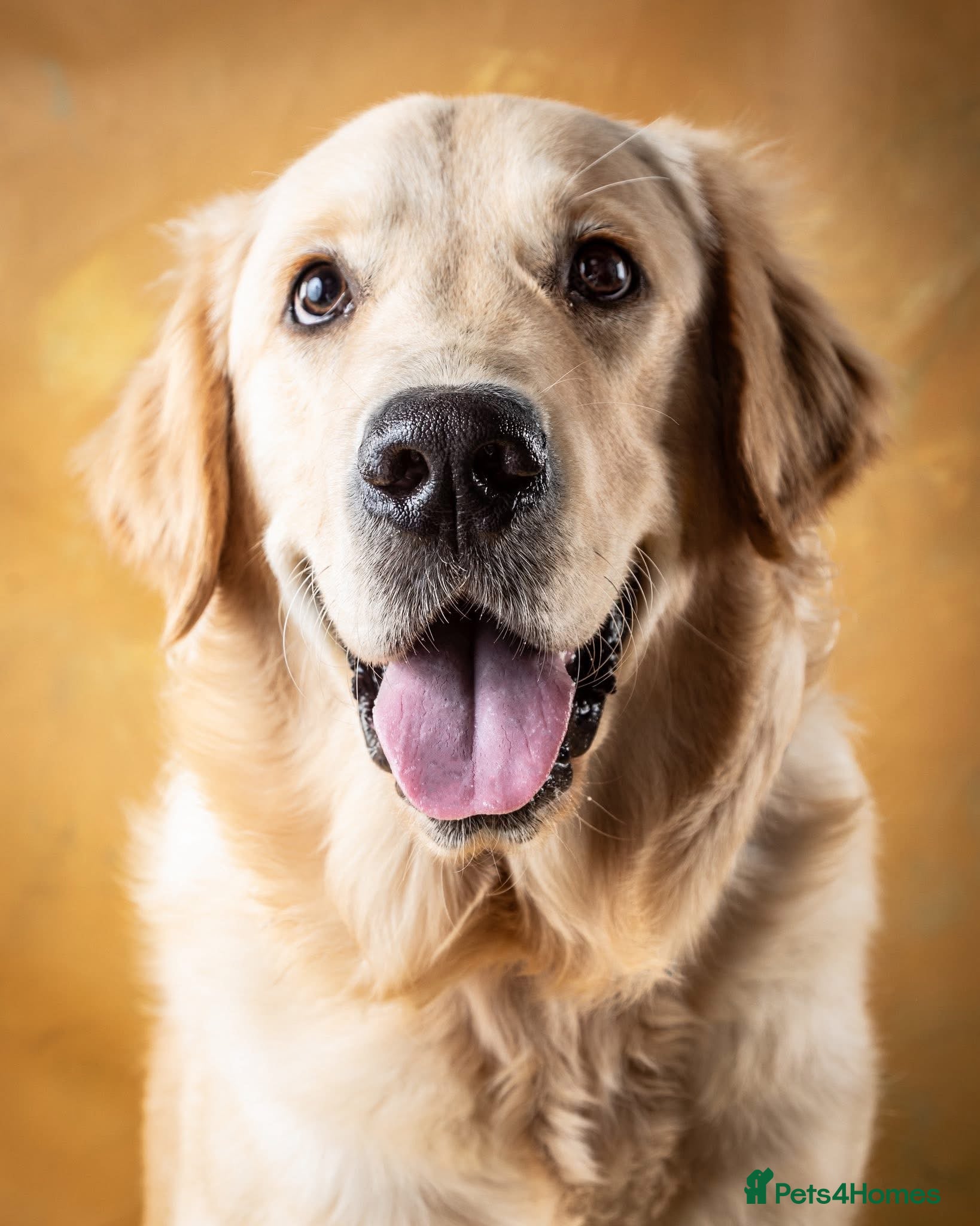 Golden Retriever dogs 1yr old American Golden Retriever for rehome  - Advert 2