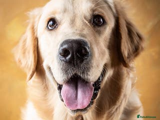 Golden Retriever dogs 1yr old American Golden Retriever for rehome - Advert 2