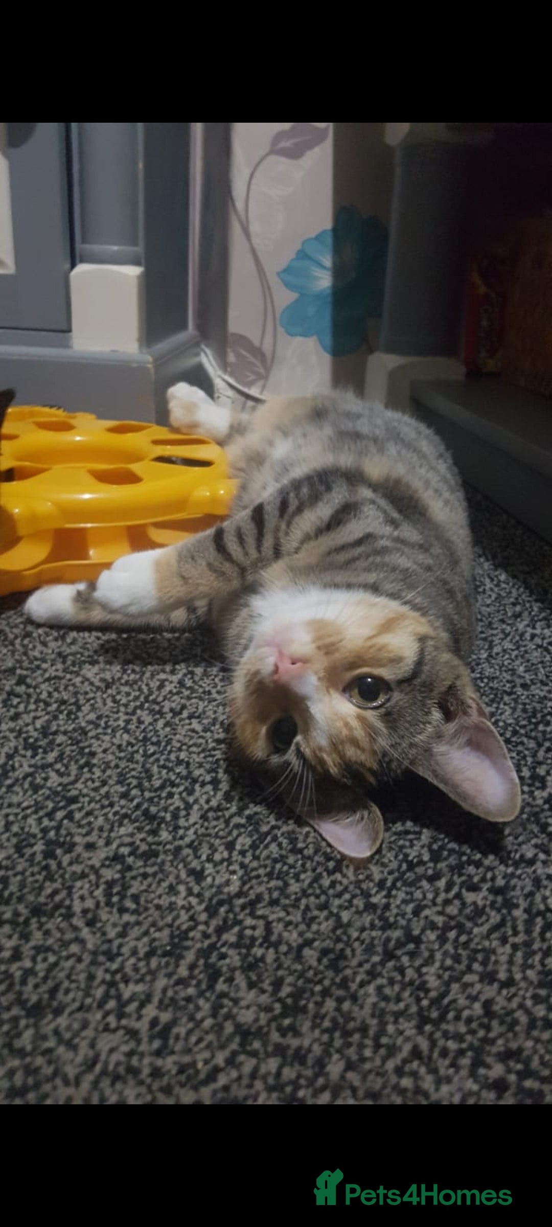 British Shorthair cats for sale: Black and white kitten - Advert 2