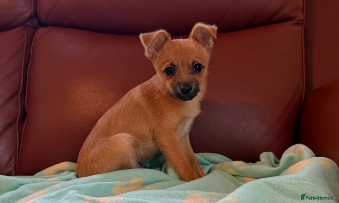 Mixed Breed dogs for sale: Jack Russell/terrier mixed bread - Advert 6