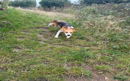 Beagle dogs for sale: Female beagle  - Image 8
