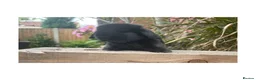 Mini Lop rabbits for sale: Beautiful mini lops  - Advert 4