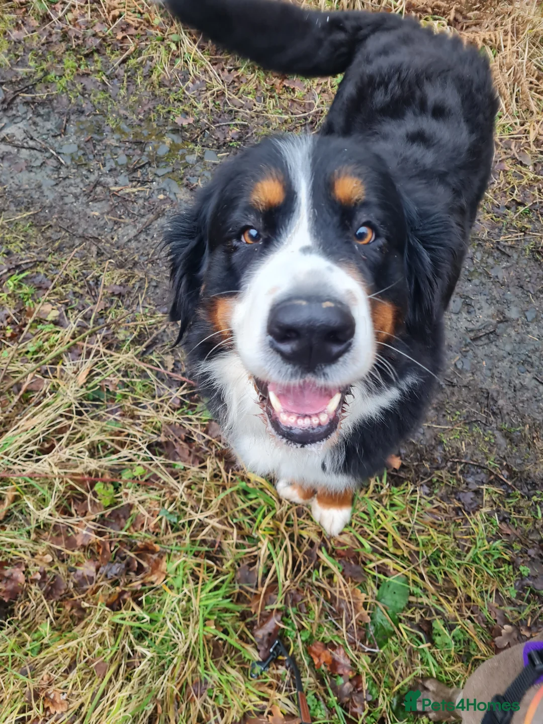 Bernese Mountain Dog dogs for sale: Bernese Mountain Dog girl - Advert 1