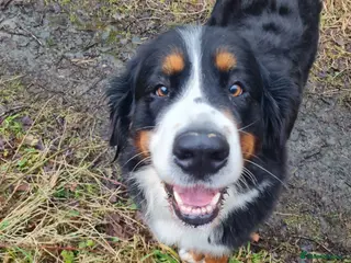 Bernese Mountain Dog dogs Bernese Mountain Dog girl - Advert 3