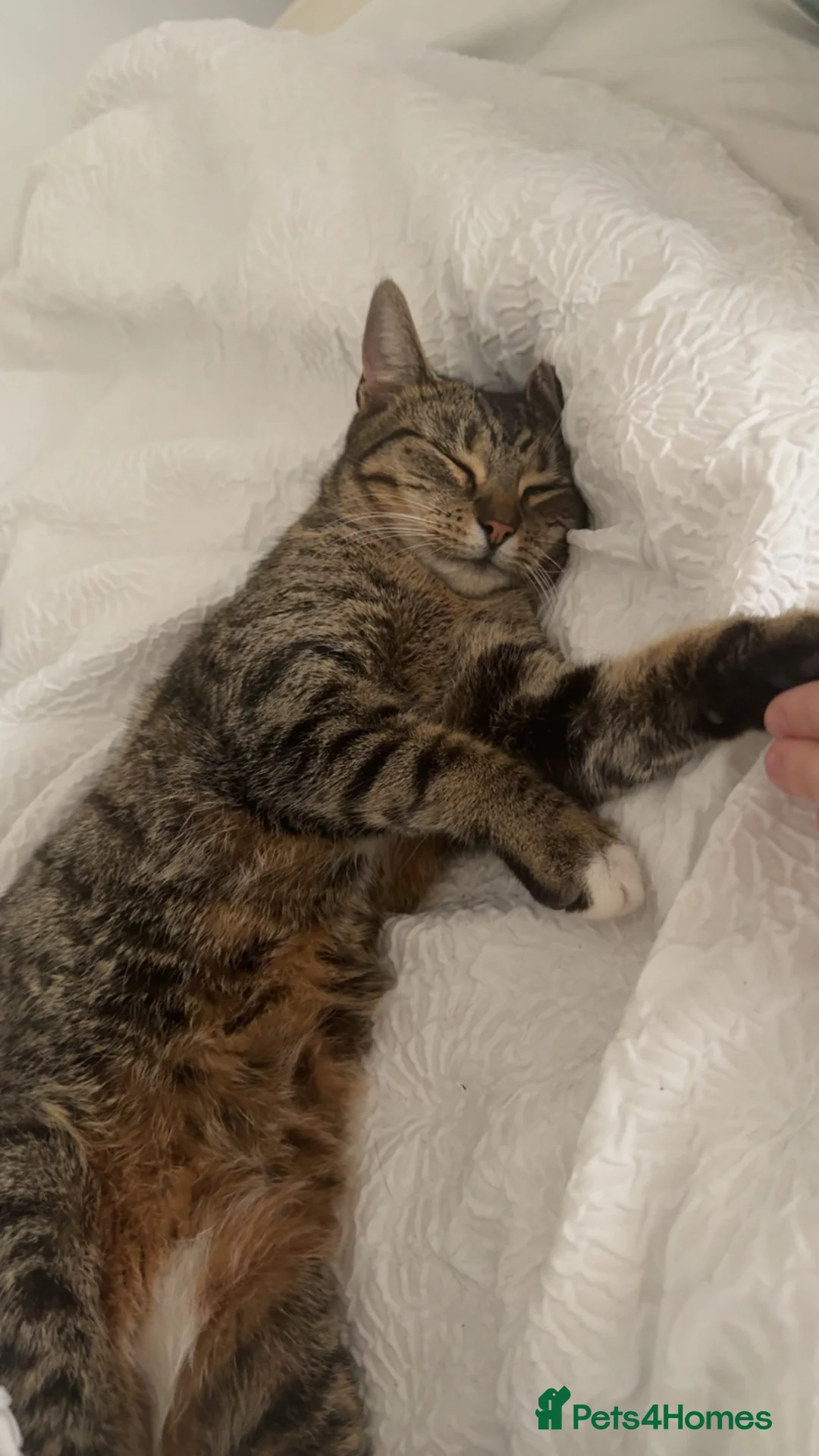 British Shorthair cats for sale: 3 British shorthaired tabbies - Advert 2