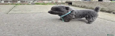 Chow Chow 1