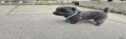 Chow Chow dogs for sale: KC REG CHOW CHOW PUPPIES - Advert 5