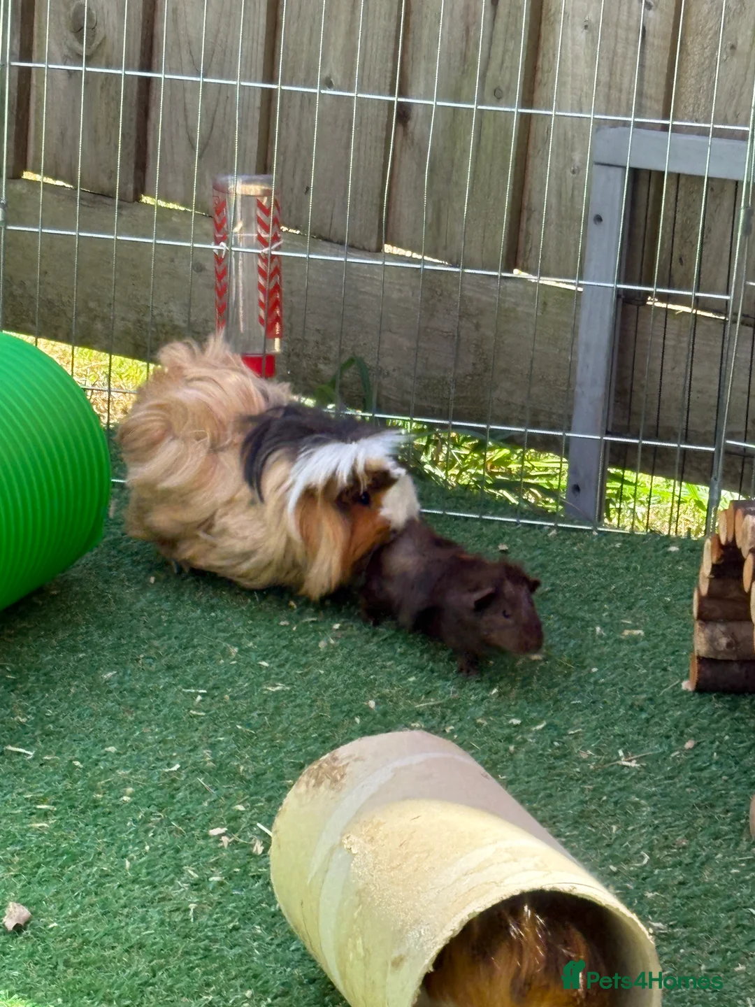 Guinea Pig rodents for sale: Assorted Female Guinea Pigs - Advert 3