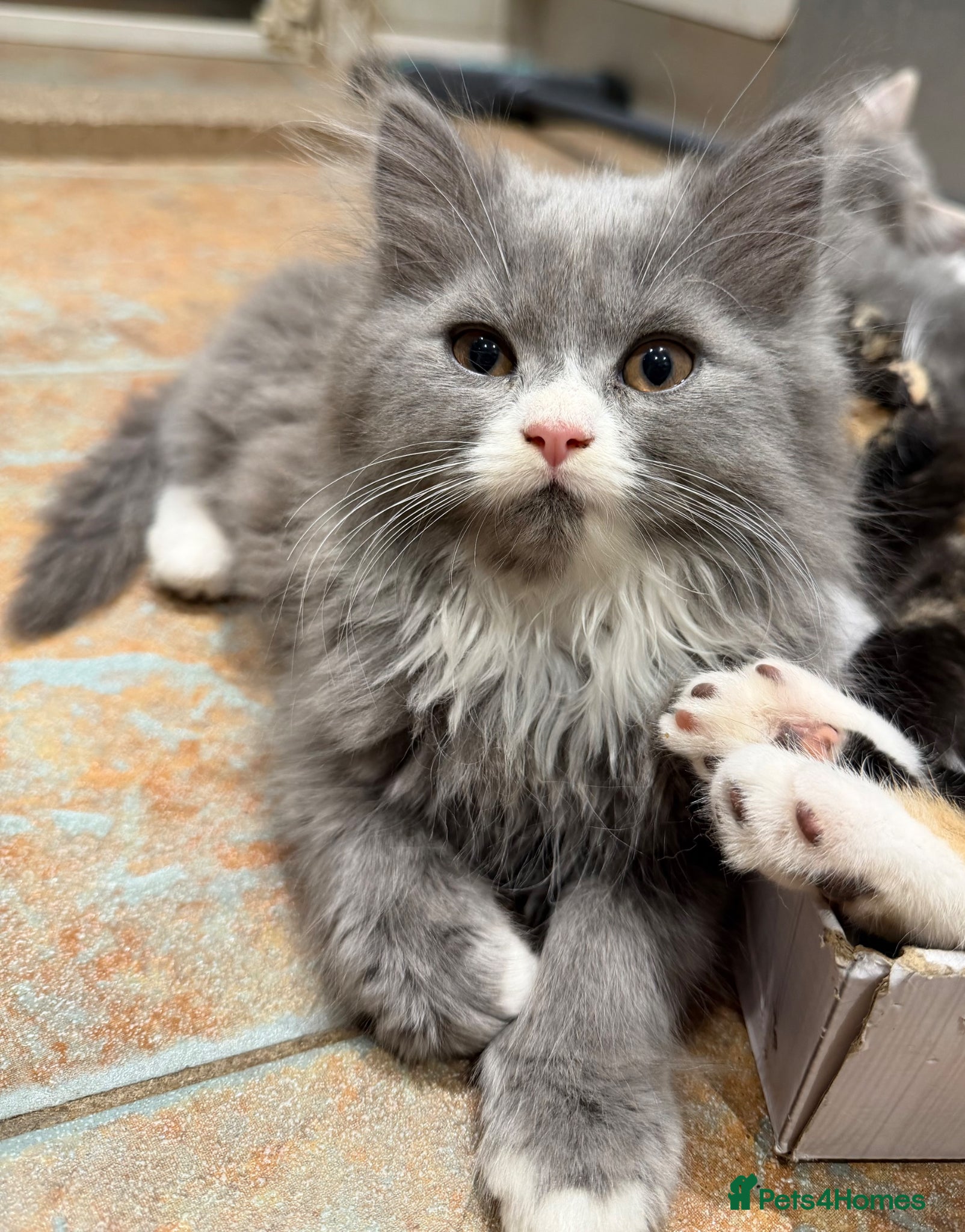 Persian cats Chinchilla Persian kittens  - Advert 8